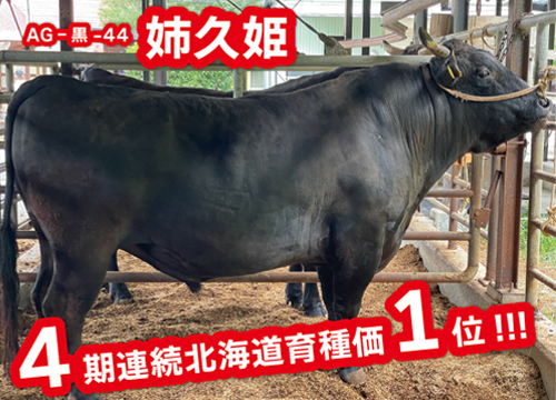 AG44 姉久姫